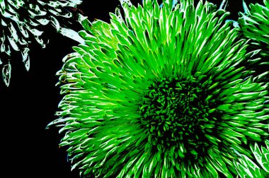 Güzel, parlak kasımpatı çiçeklerine yakın. 