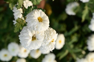 Bahçede büyüyen güzel beyaz çiçekler