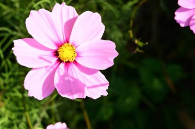 bahçede büyüyen güzel pembe çiçekler