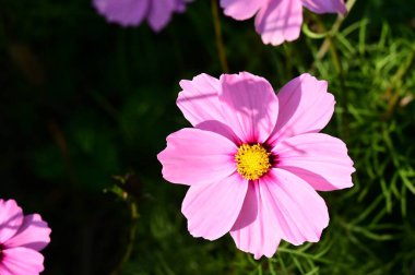 bahçede büyüyen güzel pembe çiçekler