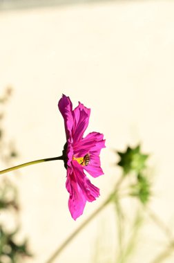 Güzel, parlak çiçeğe yakın
