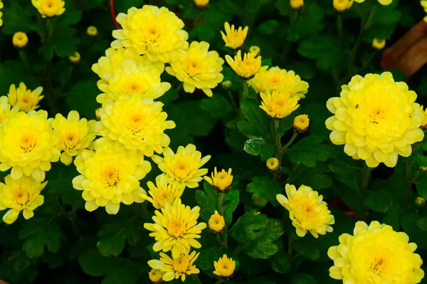 Beautiful Yellow Flowers Growing Garden — Stock Photo, Image