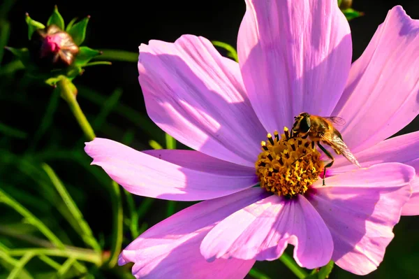 Пчела Сидит Розовых Цветах Растущих Саду — стоковое фото