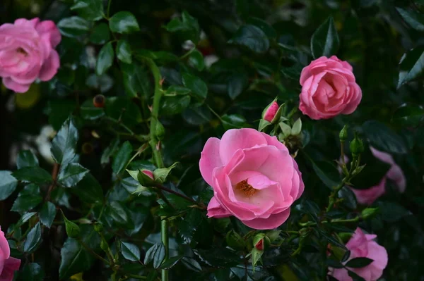 Belas Rosas Rosa Flores Crescendo Jardim — Fotografia de Stock