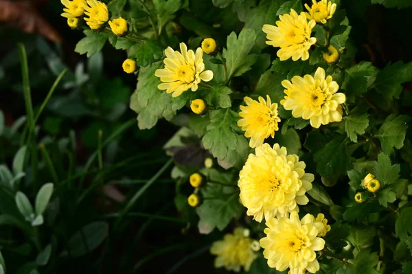 Красивые Желтые Цветы Растущие Саду — стоковое фото