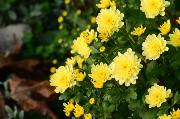 Gyönyörű Sárga Virágok Nőnek Kertben — Stock Fotó