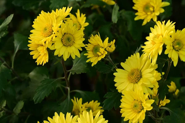 Schöne Gelbe Blumen Die Garten Wachsen — Stockfoto