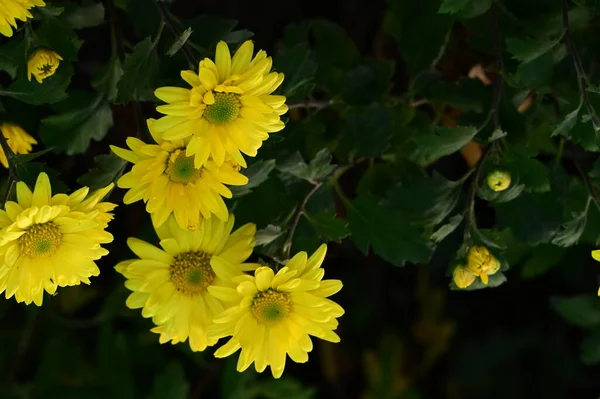 美しい黄色の花 庭の成長 — ストック写真