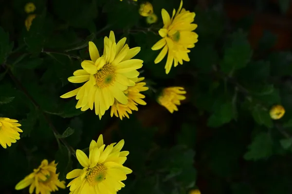 Stock image beautiful yellow flowers growing in the garden