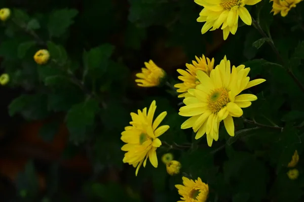 Belas Flores Amarelas Crescendo Jardim — Fotografia de Stock