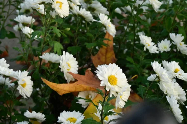 Красивые Белые Цветы Растут Саду — стоковое фото