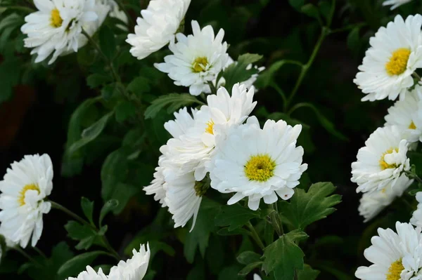 Piękne Białe Kwiaty Rosnące Ogrodzie — Zdjęcie stockowe