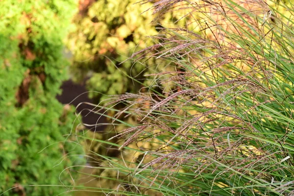 Зеленые Листья Фона Флора Природы — стоковое фото