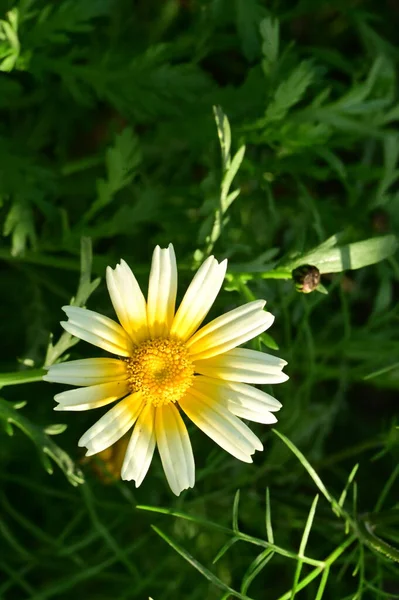 Gyönyörű Sárga Fehér Virágok Nőnek Kertben — Stock Fotó
