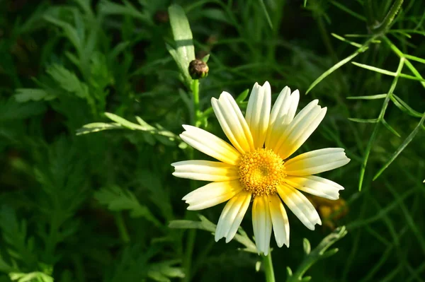 Mooie Gele Witte Bloemen Groeien Tuin — Stockfoto