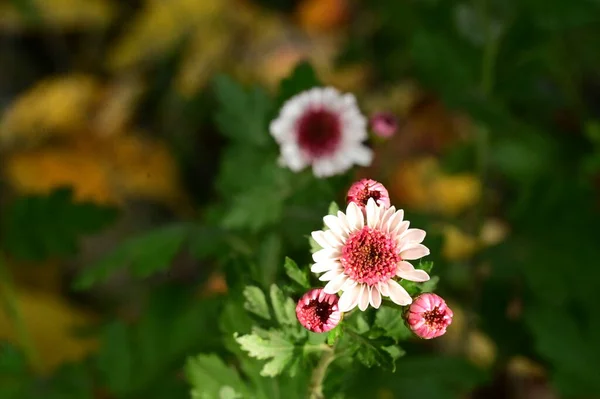 Piękne Różowe Białe Kwiaty Rosnące Ogrodzie — Zdjęcie stockowe