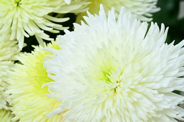 Close Belas Flores Brilhantes Outono — Fotografia de Stock