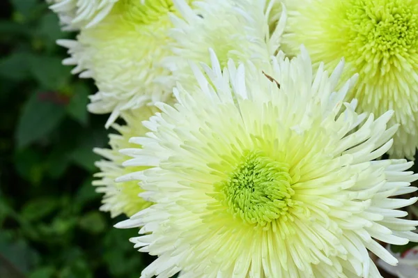 Białe Chryzantemy Kwiaty Widok Bliska — Zdjęcie stockowe