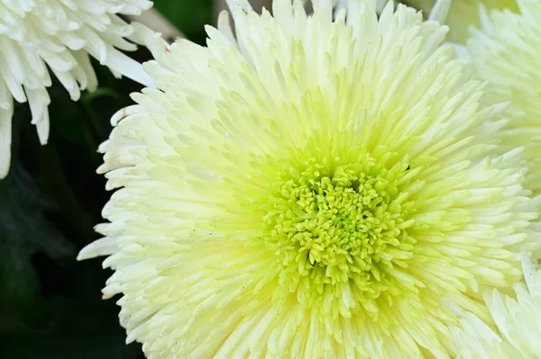 Fleurs Chrysanthème Blanc Vue Rapprochée — Photo