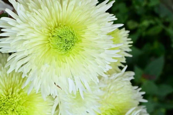 Białe Chryzantemy Kwiaty Widok Bliska — Zdjęcie stockowe