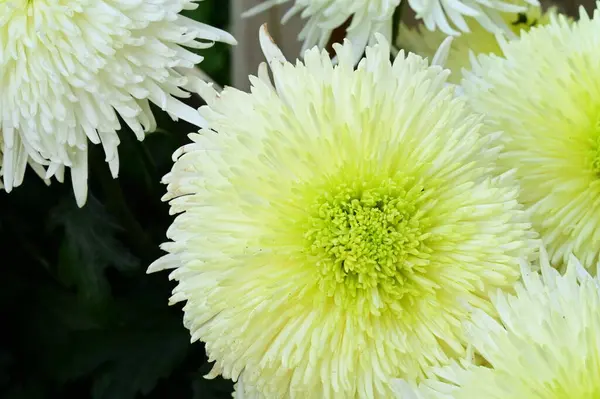 Weiße Chrysanthemenblüten Nahsicht — Stockfoto