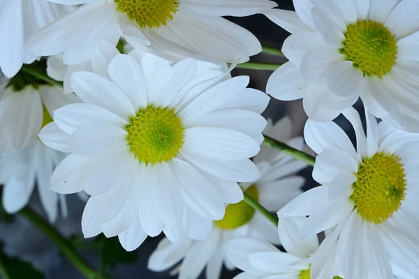 Primer Plano Hermosas Flores Otoño Brillantes —  Fotos de Stock