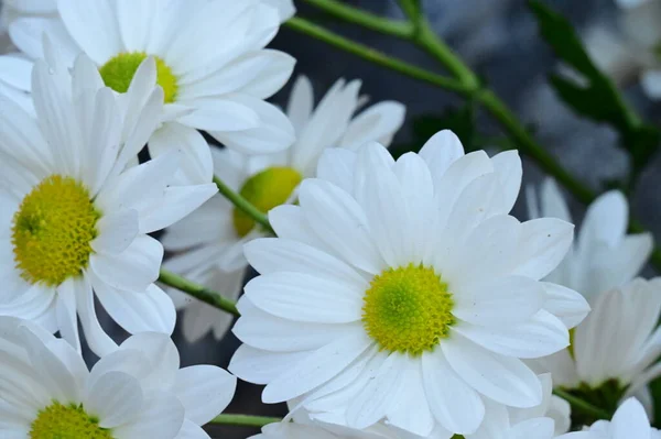 Primer Plano Hermosas Flores Otoño Brillantes —  Fotos de Stock