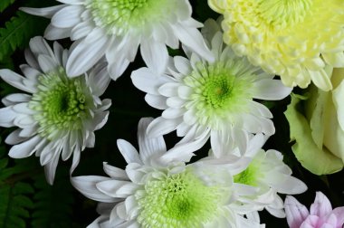 Güzel, parlak sonbahar çiçeklerini kapatın.