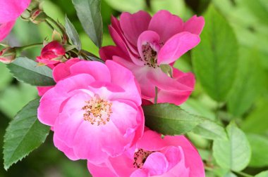 Bahçede yetişen güzel pembe güller