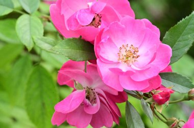 Bahçede yetişen güzel pembe güller