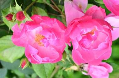 Bahçede yetişen güzel pembe güller