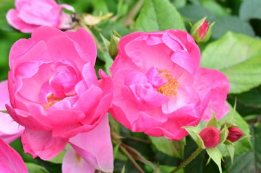 Bahçede yetişen güzel pembe güller