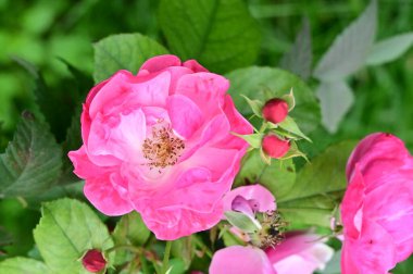 Bahçede yetişen güzel pembe güller