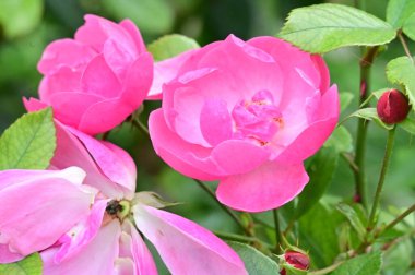 Bahçede yetişen güzel pembe güller