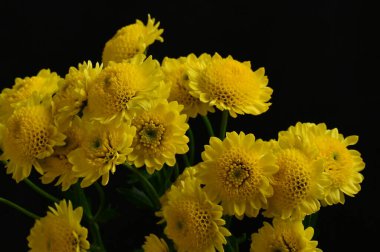 Güzel sarı çiçek, yakın görüş, koyu arkaplan