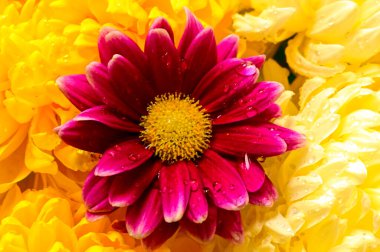 Güzel, parlak sonbahar çiçeklerini kapatın.