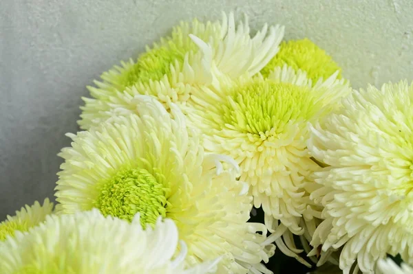 Fleurs Chrysanthème Blanc Vue Rapprochée — Photo