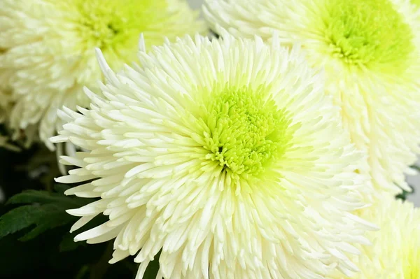 Белый Хризантема Цветы Закрыть Вид — стоковое фото