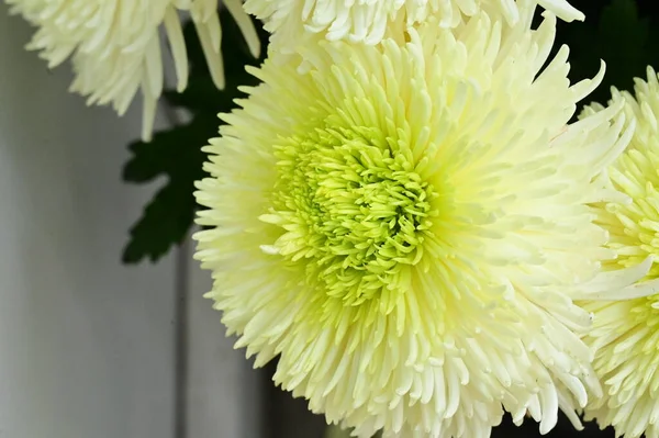 Bílá Chryzantéma Květiny Zblízka Pohled — Stock fotografie