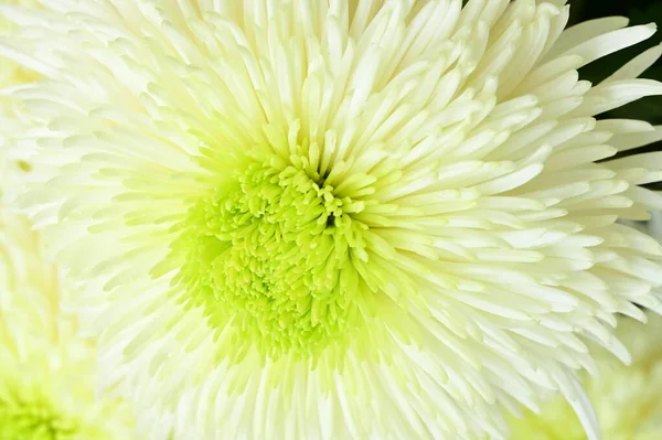 White Chrysanthemum Flowers Close View — Stock Photo, Image
