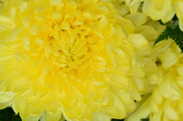 美しい明るい花の終わり — ストック写真