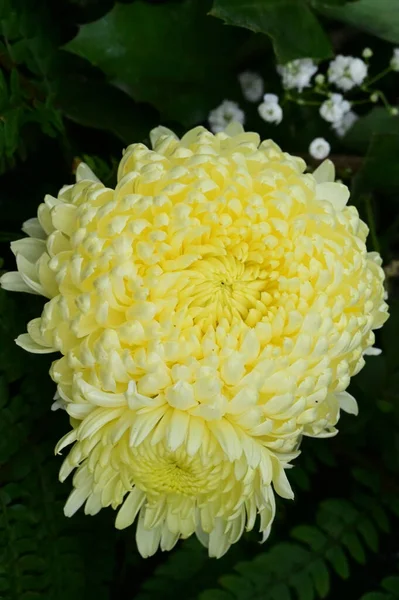 Close Από Όμορφα Φωτεινά Φθινοπωρινά Λουλούδια — Φωτογραφία Αρχείου
