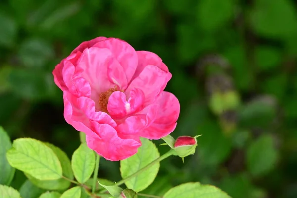Krásné Růžové Růže Květiny Rostoucí Zahradě — Stock fotografie