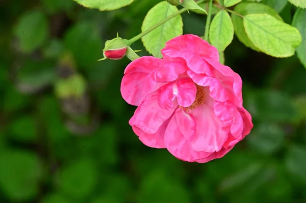 Beautiful Pink Roses Flowers Growing Garden — Stock Photo, Image