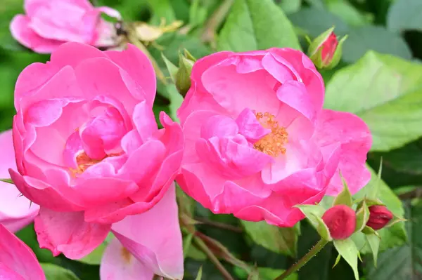 stock image beautiful pink roses flowers growing in garden