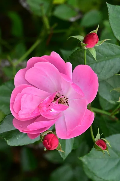 Piękne Różowe Róże Kwiaty Rosnące Ogrodzie — Zdjęcie stockowe