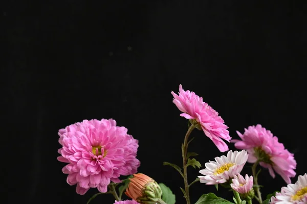White Pink Flowers Black Background — Stock Photo, Image