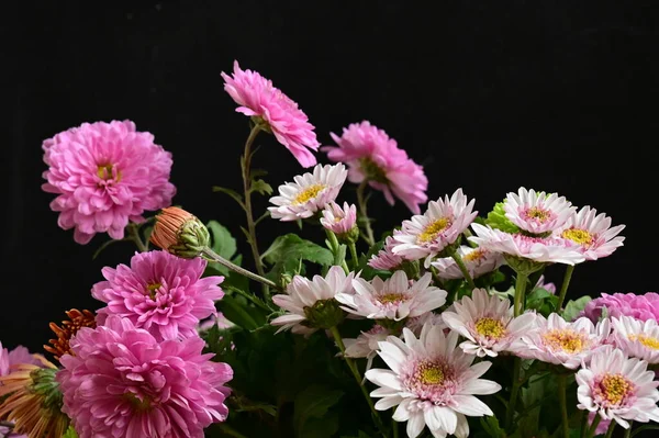 Flores Brancas Rosa Fundo Preto — Fotografia de Stock