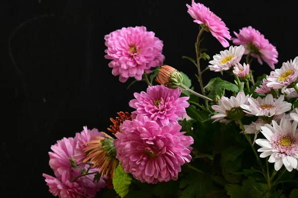 黒を基調とした白とピンクの花 — ストック写真