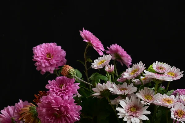 Fehér Rózsaszín Virágok Fekete Háttér — Stock Fotó